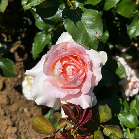 Rosier à grandes fleurs 'Ragazza'