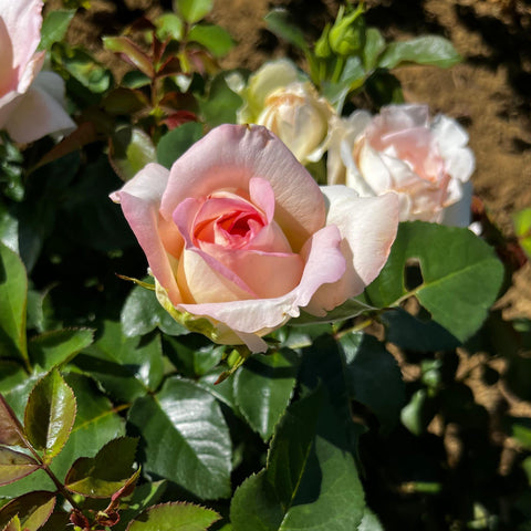 Rosier à grandes fleurs 'Ragazza'