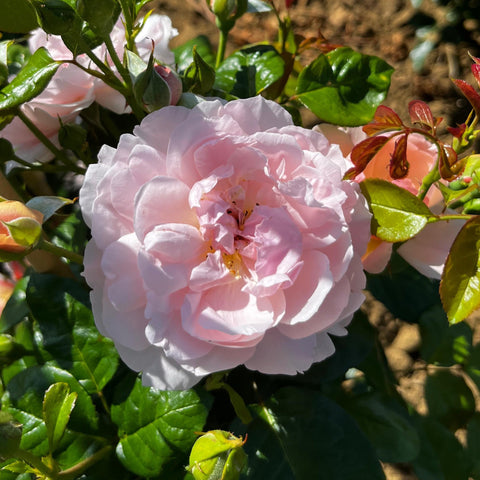 Rosier David Austin 'Strawberry Hill' - Grimpant