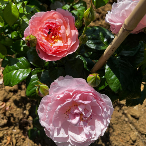 Rosier David Austin 'Strawberry Hill' - Grimpant