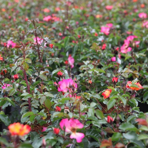 Rosier buisson 'Bee Proud'