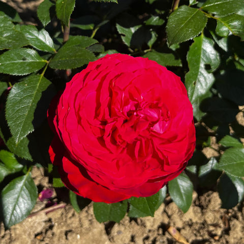Rosier à grandes fleurs 'Noémie de Rothschild'