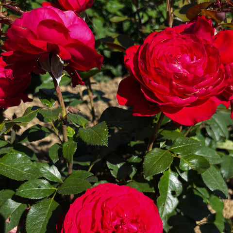 Rosier à grandes fleurs 'Noémie de Rothschild'