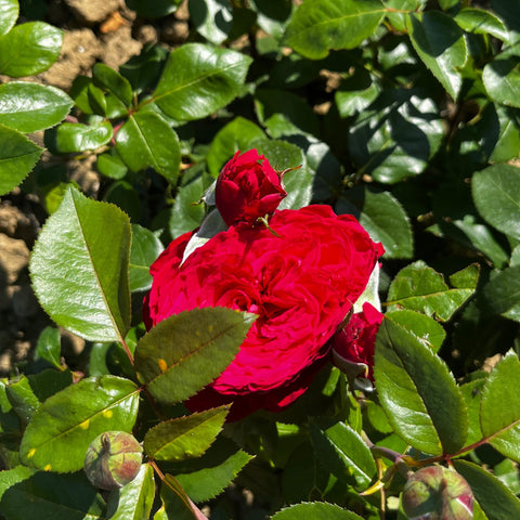 Rosier à grandes fleurs 'Noémie de Rothschild'