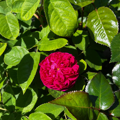 Rosier ancien 'Rose de Rescht'