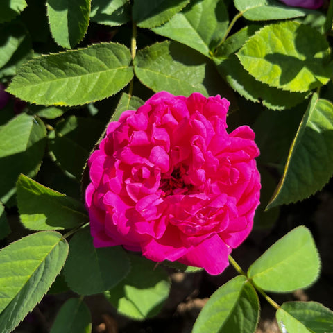 Rosier ancien 'Rose de Rescht'