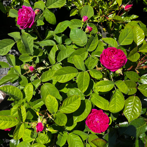 Rosier ancien 'Rose de Rescht'