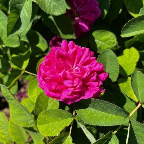 Rosier ancien 'Rose de Rescht'