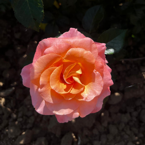 Rosier à fleurs groupées 'Rochemenier Village'