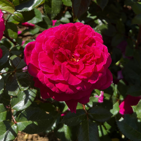 Rosier à grandes fleurs 'Bellevue'