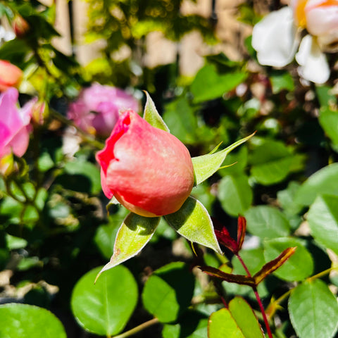 Rosier David Austin 'Gentle Hermione'