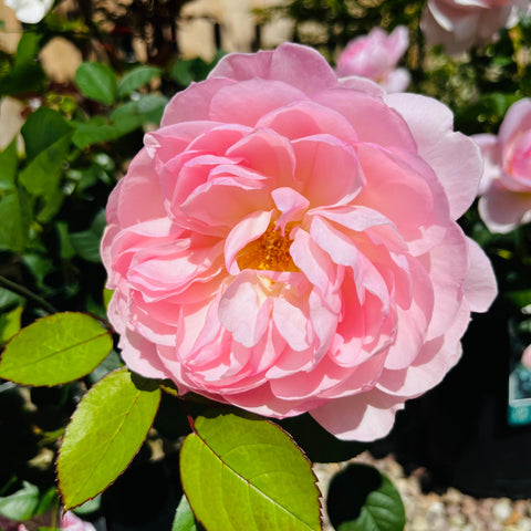 Rosier David Austin 'Gentle Hermione'