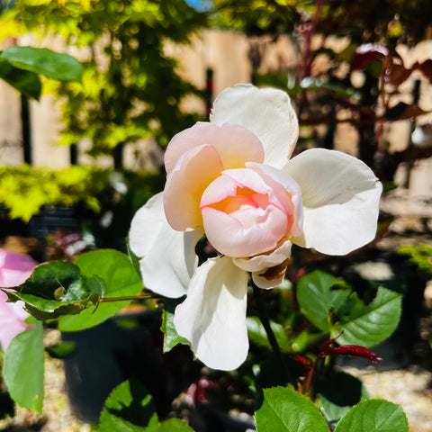 Rosier David Austin 'Gentle Hermione'