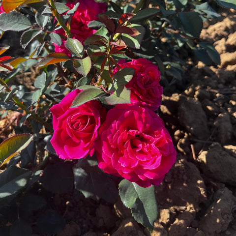 Rosier Décorosier 'Crazy pink Voluptia' - Paysager