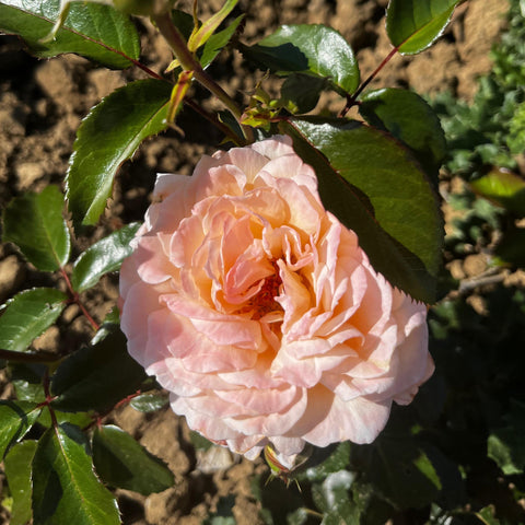 Rosier Parfuma 'Grande Duchesse Louise'