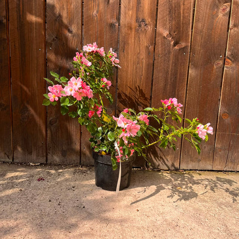 Rosier 'Mel Bee'
