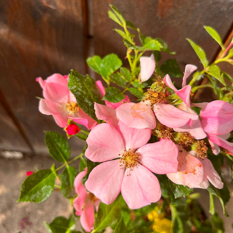 Rosier 'Mel Bee'