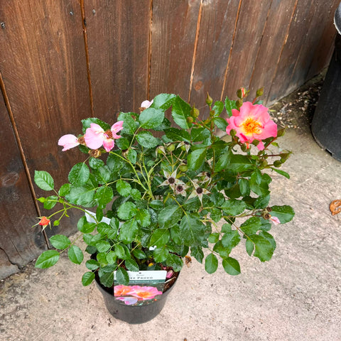 Rosier buisson 'Bee Proud'