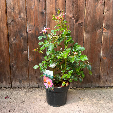 Rosier buisson 'Bee Proud'