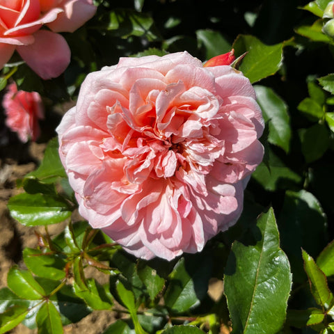 Rosier à fleurs groupées 'Botticelli'