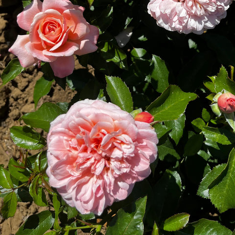Rosier à fleurs groupées 'Botticelli'