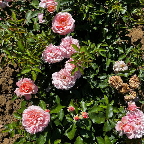 Rosier à fleurs groupées 'Botticelli'