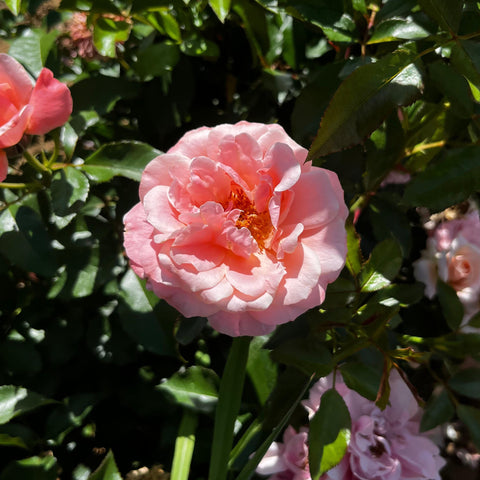 Rosier à fleurs groupées 'Botticelli'