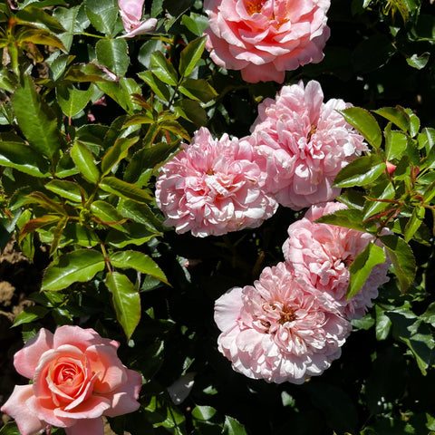 Rosier à fleurs groupées 'Botticelli'
