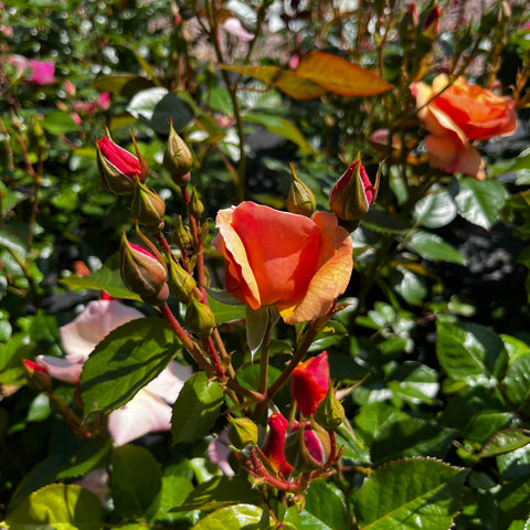 Rosier à fleurs groupées 'Martin des Senteurs'