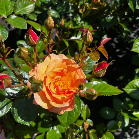 Rosier à fleurs groupées 'Martin des Senteurs'