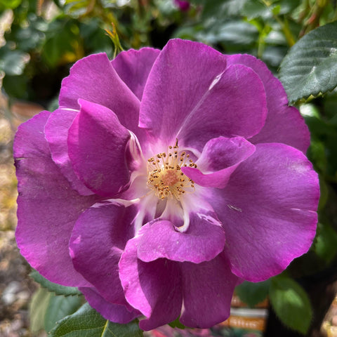 Rosier à fleurs groupées 'Rhapsody In Blue'