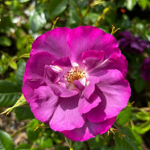 Rosier à fleurs groupées 'Rhapsody In Blue'
