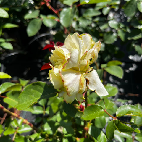 Rosier à grandes fleurs 'Mission Patrimoine'