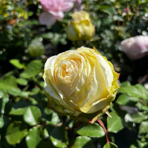 Rosier à grandes fleurs 'Mission Patrimoine'