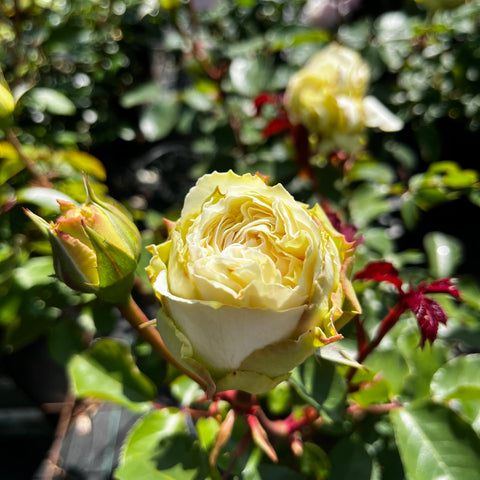 Rosier à grandes fleurs 'Mission Patrimoine'