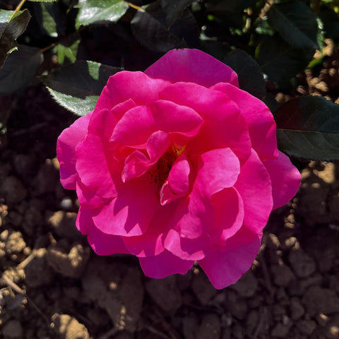 Rosier à grandes fleurs 'Parfum Royal'