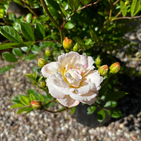 Rosier ancien 'Ghislaine de Féligonde' - Grimpant