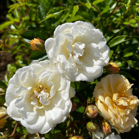 Rosier ancien 'Ghislaine de Féligonde' - Grimpant