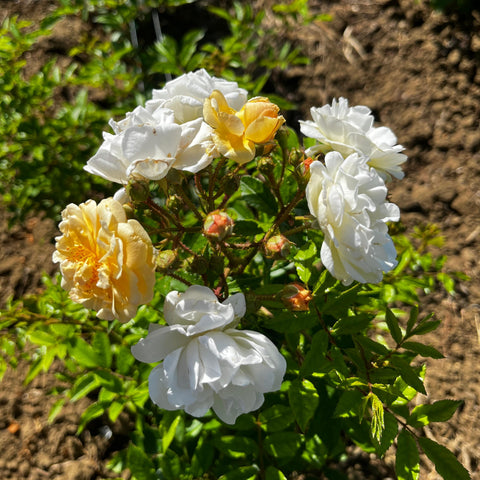 Rosier ancien 'Ghislaine de Féligonde' - Grimpant