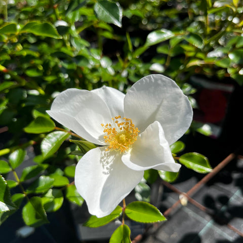 Rosier 'Escimo' - Paysager