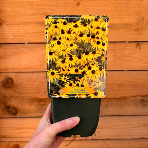 Rudbeckia 'Goldsturm'