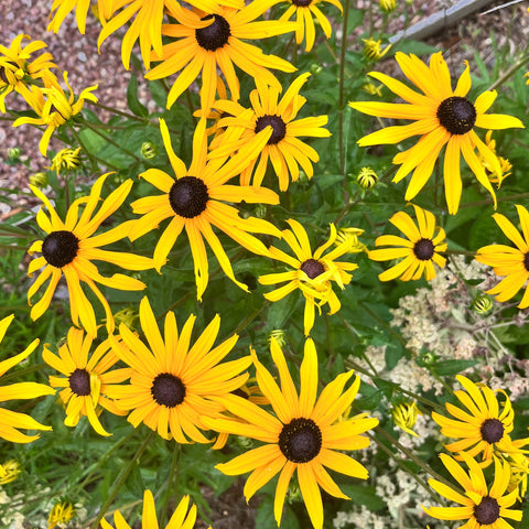Rudbeckia 'Goldsturm'