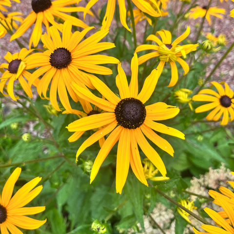 Rudbeckia 'Goldsturm'