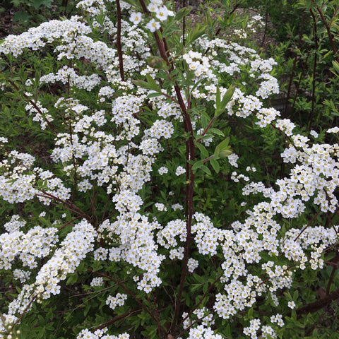 Spirée ‘Arguta’