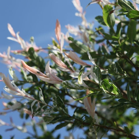 Saule crevette