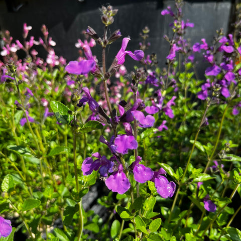 Sauge Mauve