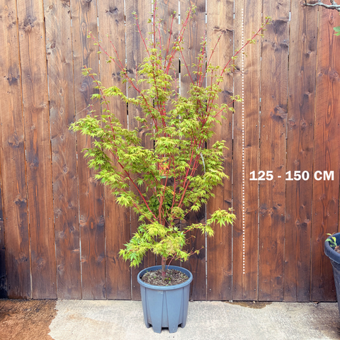 Erable du Japon 'Sango Kaku'