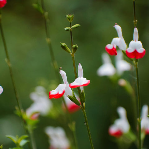 Sauge 'Hot Lips'