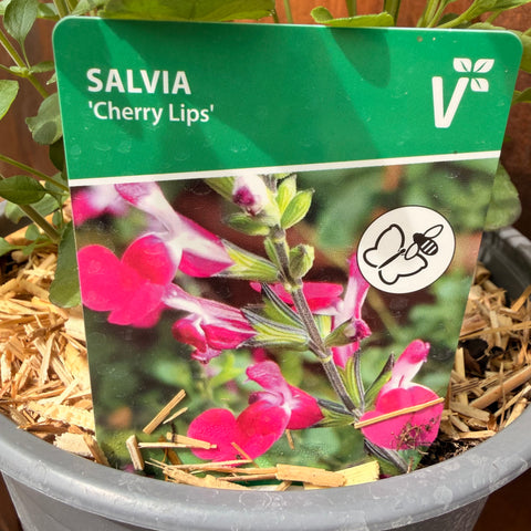 Sauge 'Cherry Lips'