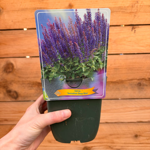 Sauge 'Sensation Deep Blue'